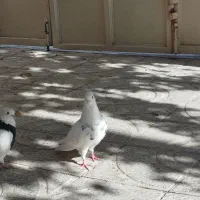 طوقی نقد و معاوضه با عروس هلندی|پرنده|یاسوج, |دیوار