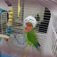 طوطی برزیلی|پرنده|ری, سیزده آبان|دیوار