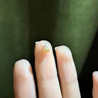 حلزون  Garden snail|خزنده|تهران, صفا|دیوار