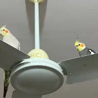 عروس هلندی نرو ماده