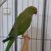 عروس هلندی. ملنگو