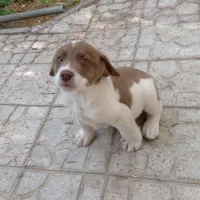 توله نر پنجه دار|سگ|کرمان, |دیوار