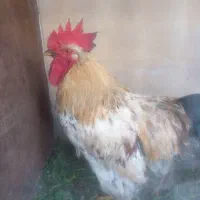 خروس رسمی مایل به معاوضه هستم