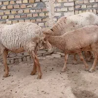 دوراس شاه میش چینی  بره ها بزرگ دوباره قوچ خورده