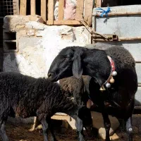 قوچ-هرکول-قره غزل-میش-بره|حیوانات مزرعه|کاشان, مشکات|دیوار