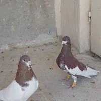 کفتر شهری نر|پرنده|شیراز, دارالرحمه|دیوار