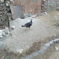 بوقلمون ماده