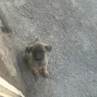 واگذاری دو عدد سگ|سگ|اقلید, |دیوار