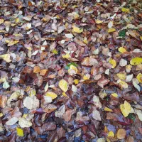 استخدام خدمتکار برای کمک در کارهای منزل ویلایی