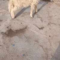 بره نر