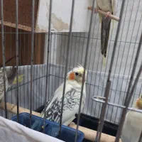 عروس هلندی|پرنده|کهریزک, |دیوار