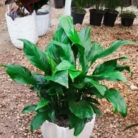 گل و گیاهان آپارتمانی|گل و گیاه طبیعی|شاهین‌شهر, شهرک ردانی پور|دیوار