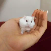 همسترهای کوچولو