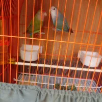 یک جفت طوطی برزیلی بازیگوش|پرنده|گلستان (تهران), |دیوار