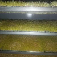 جوانه گندم عمده با سیب سلامت