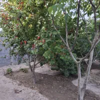 باغچه باغ در خسروشاه خسروشهر 404متر|فروش خانه و ویلا|خسروشاه, |دیوار
