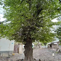 فروش درخت‌زیتون از ریشه بدون‌واسطه