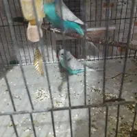 مرغ عشق|پرنده|گلبهار, شهر جدید گلبهار|دیوار