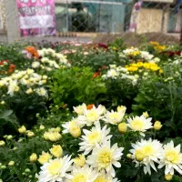 جشنواره فروش داوودی 40 تومن