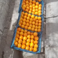 پرتقال گوجه سبز ملون شیرین
