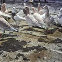 هفرنگ موقلف