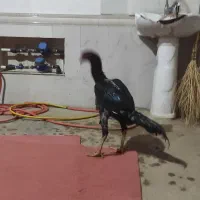 جوجه خروس لاری 6ماهه|حیوانات مزرعه|بوکان, |دیوار