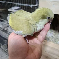 جوجه راهب
