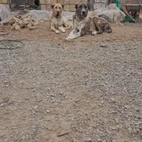 واگذاری ماده درجه یک