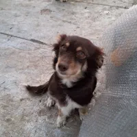 یک جفت سگ پاکوتاه پشمالو(اشپیتز)مولد|سگ|رفسنجان, |دیوار