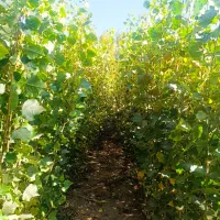 پخش تمامی نهالهـا|خدمات باغبانی و درختکاری|نمشیر, |دیوار