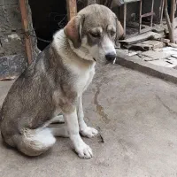 وقت بخیر حیوان پژدر ۹ماهه قیمت ۱۲میلیون