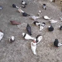 کفتر کبوتر|پرنده|مشهد, شهید جنگی|دیوار