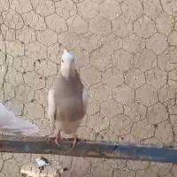 طوقی|پرنده|پاکدشت, پاکدشت (مامازند)|دیوار