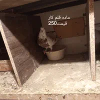 کفتر|پرنده|مشکیندشت, |دیوار