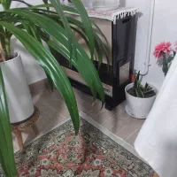 ۳عددبخاری