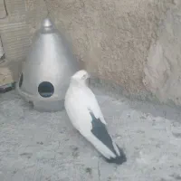 کفتر کبوتر|پرنده|شیراز, نصر|دیوار