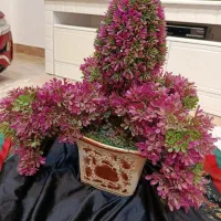 گل مصنوعی با گلدان در حد نو|گل مصنوعی|رشت, رشتیان|دیوار