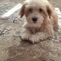 سگ شیتزو|سگ|خمینی‌شهر, |دیوار