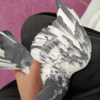 کفتر|پرنده|فردیس, شهرک سپاه|دیوار