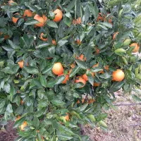 فروش بیش از سی تن پرتغال خونی .تو سرخ. روی درخت