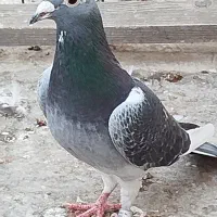 فروش جان آردن خالص و موریس دلبر خالص|پرنده|اهواز, شهرک اکباتان|دیوار