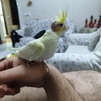 طوطی عروس|پرنده|قزوین, |دیوار