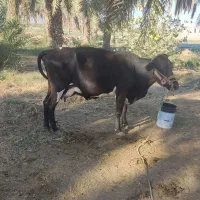 گاو اسرائیلی چاق و سرحال شیردِه