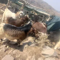 نری