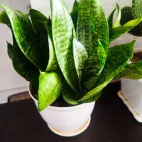 دو عدد گل طبیعی قشنگ وزیبا