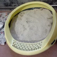 گربه باوسایل که اسلن استفاده نشده یکو پانصد