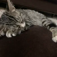 بچه گربه