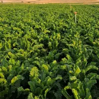 چغندر قند علوفه یونجه کاه کنسانتره