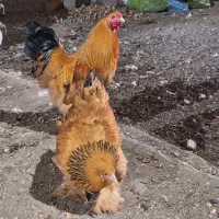 فروش‌‌‌تخم‌برهما‌‌روزانه‌۲۰عدد‌تازه