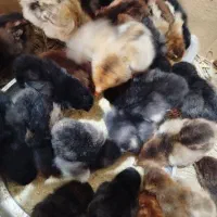 فروش جوجه مرغ